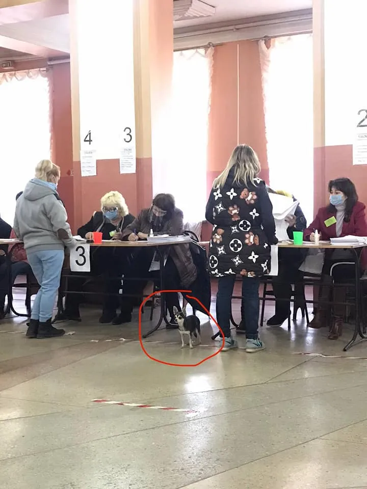 Вибори мера Харкова, люди голосували із собаками, фото улюбленців харків'ян