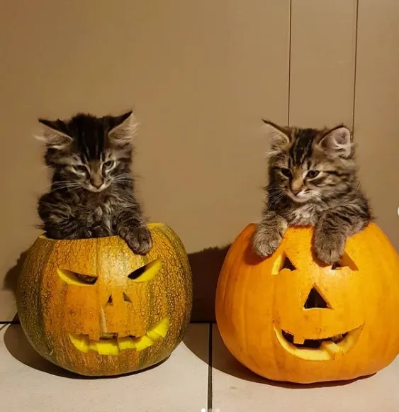Яркие фото кошек с тыквами