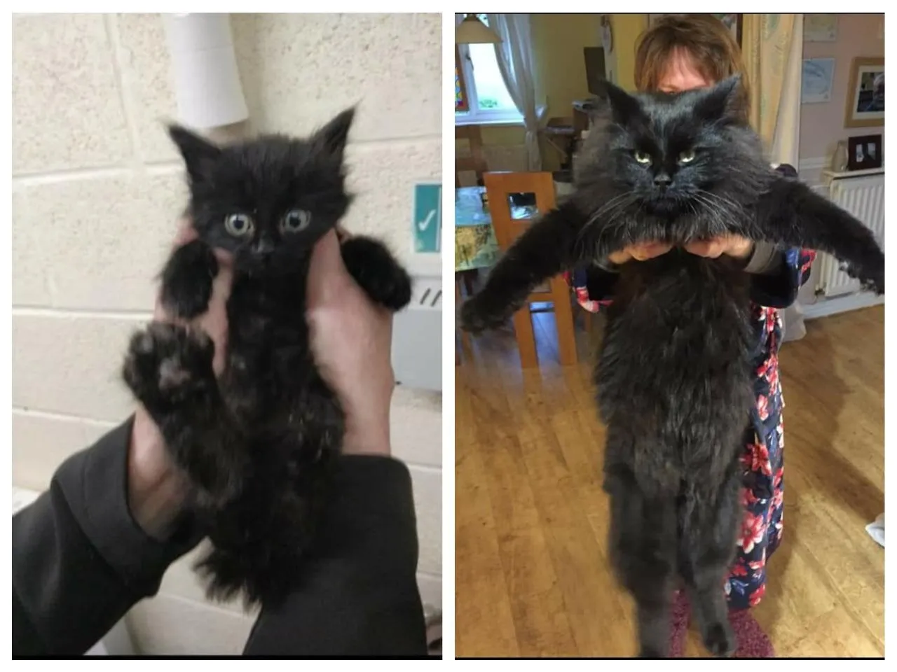 Не минуло й року Не минуло й року