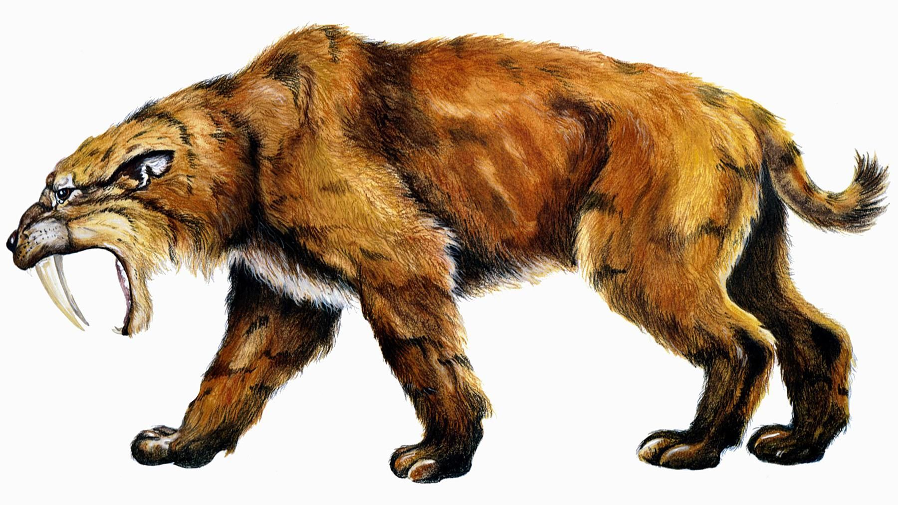 Чи гуляли коти самі по собі: нове дослідження шаблезубих тигрів - Новини технологій - Техно Чи гуляли коти самі по собі: нове дослідження шаблезубих тигрів - Новини технологій - Техно