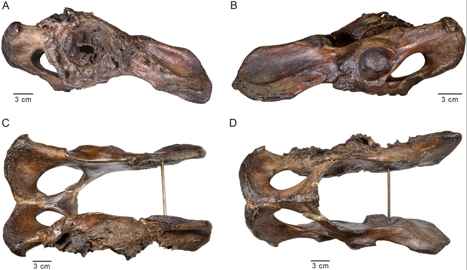 Шаблезубий тигр Шаблезубий тигр