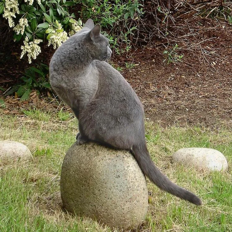 Кіт Топіарій Кіт Топіарій