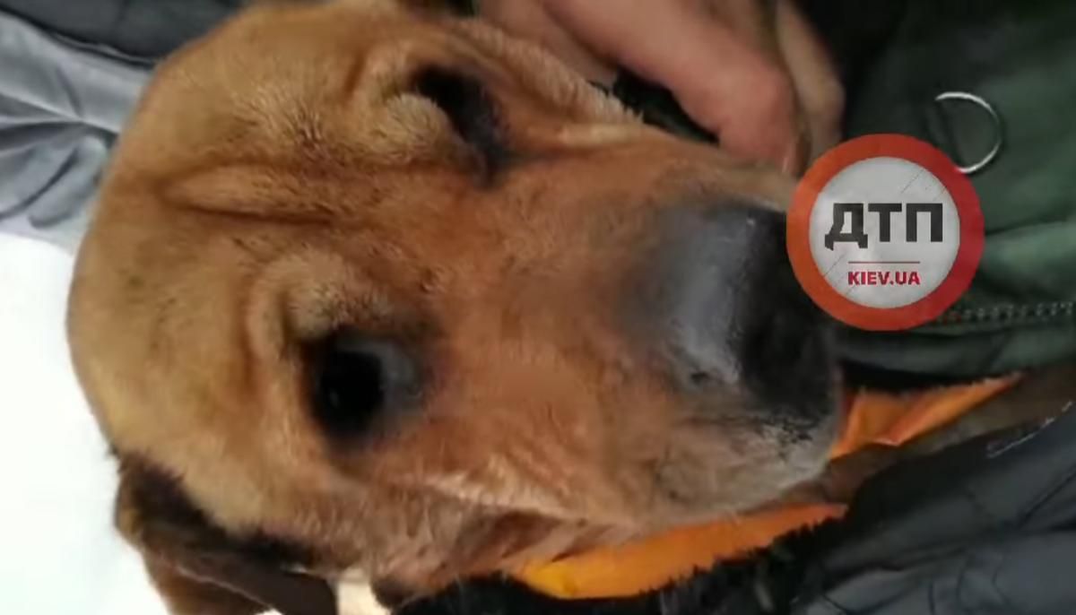 У Києві шкуродери викинули собаку з моста у Дніпро: фото врятованого пса - Київ