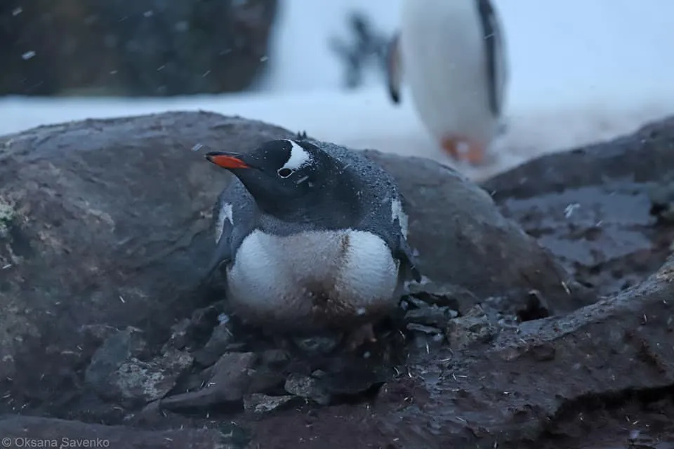 Пінгвіни біля Вернадського чекають на поповнення
