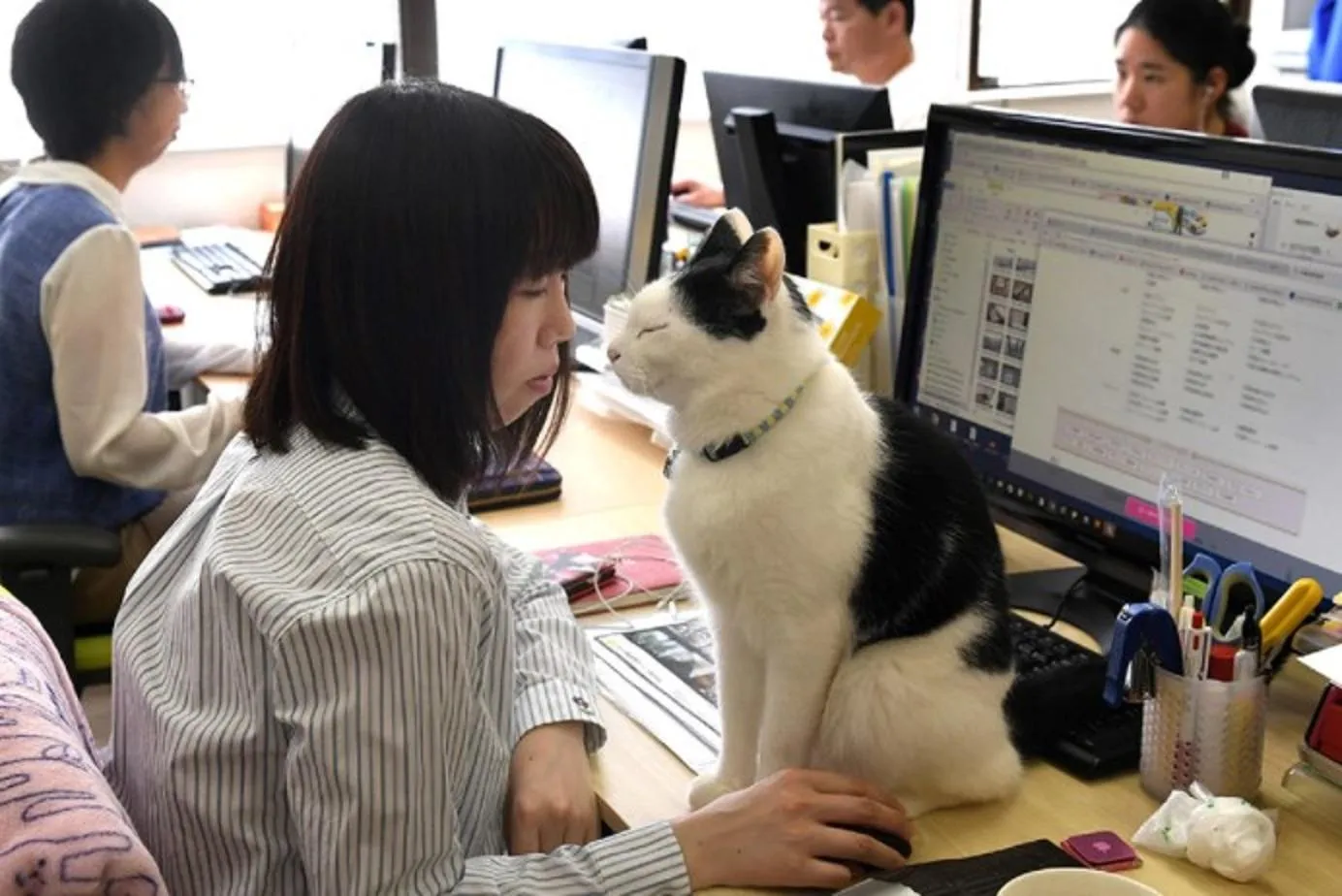 Коти живуть у офісі