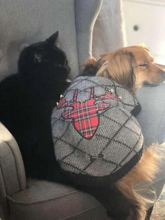 Кіт з собакою Кіт з собакою