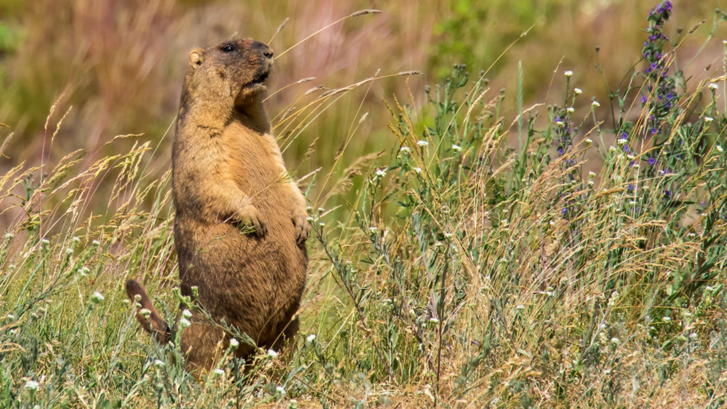 Отнесены к исчезающим видам: как в Украине восстанавливают популяцию степных сурков - Новости Одессы - Pets Отнесены к исчезающим видам: как в Украине восстанавливают популяцию степных сурков - Новости Одессы - Pets