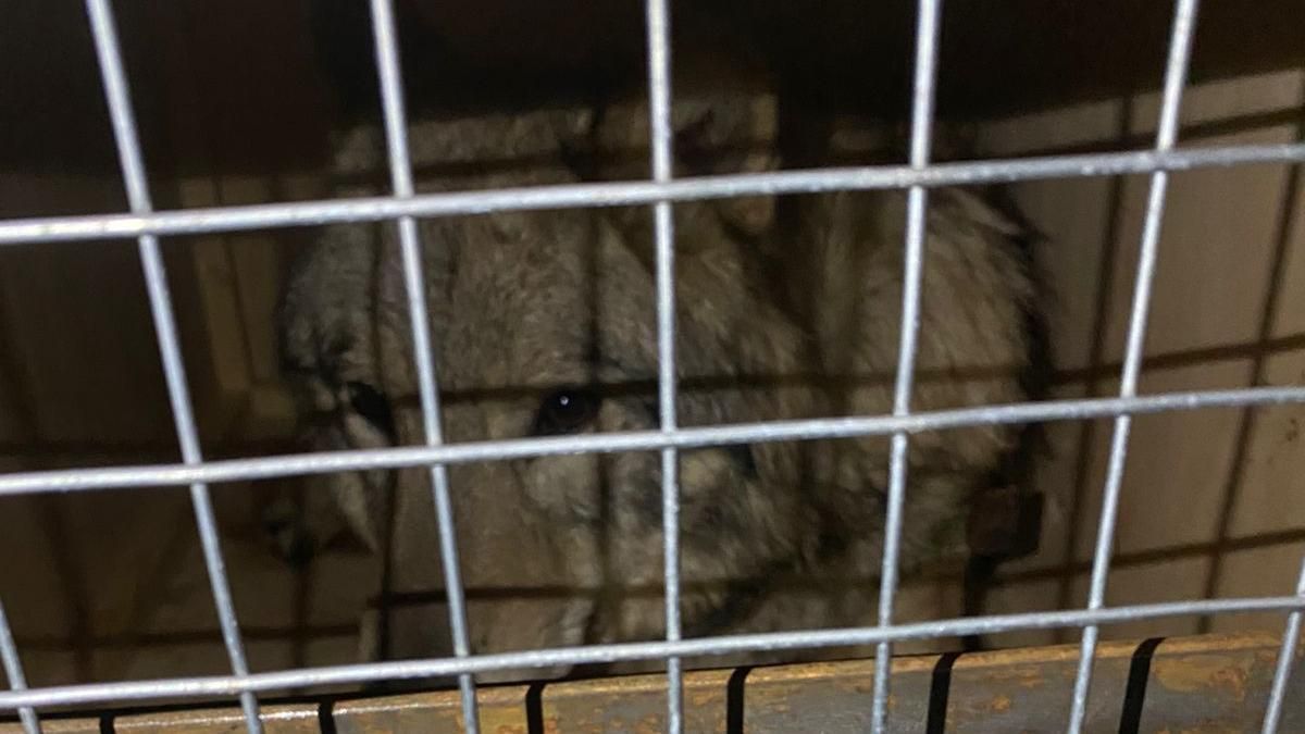 З "Борисполя" під виглядом собак намагалися вивезти трьох вовків - Новини Київ - Київ З "Борисполя" під виглядом собак намагалися вивезти трьох вовків - Новини Київ - Київ