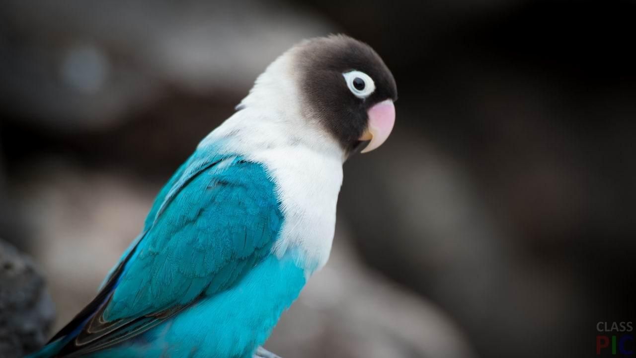 Пернатый экоактивист: умный попугай умело сортирует мусор Пернатый экоактивист: умный попугай умело сортирует мусор