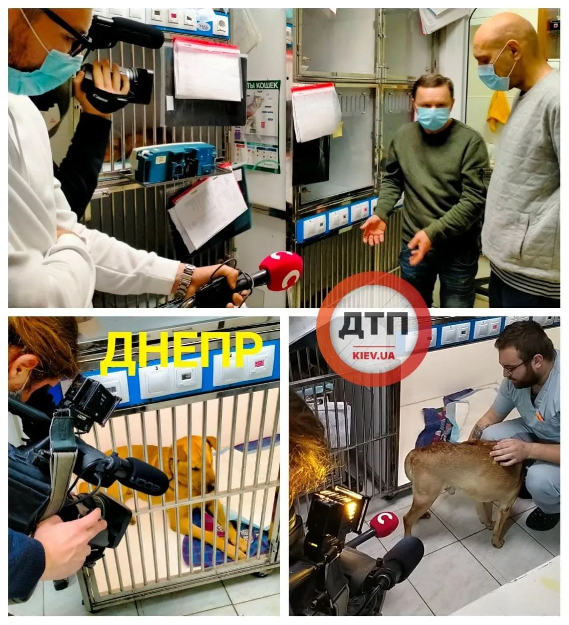 У Києві з Дніпра витягли собаку Шерифа, його забрав додому господар У Києві з Дніпра витягли собаку Шерифа, його забрав додому господар