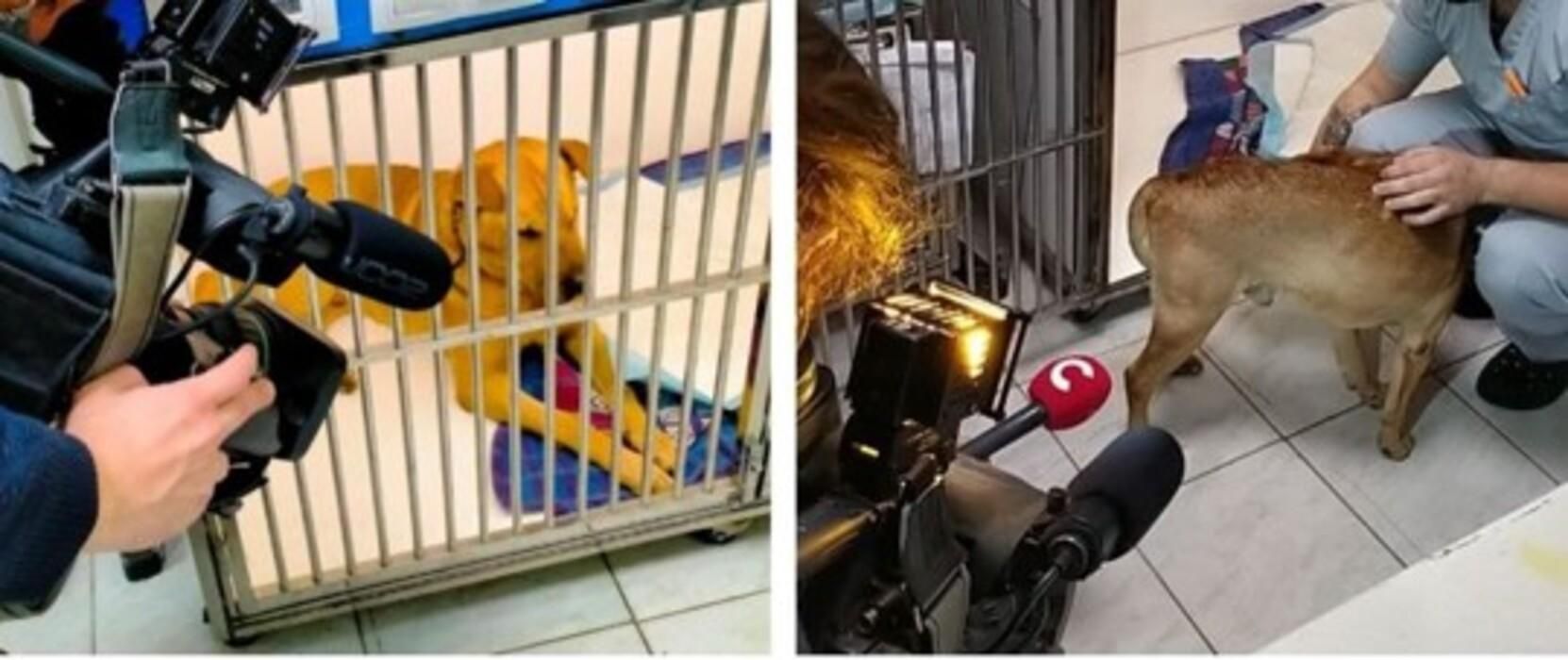 Потерялся и вернулся домой: история с псом, которого выловили в Днепре, закончилась хеппи-эндом Потерялся и вернулся домой: история с псом, которого выловили в Днепре, закончилась хеппи-эндом