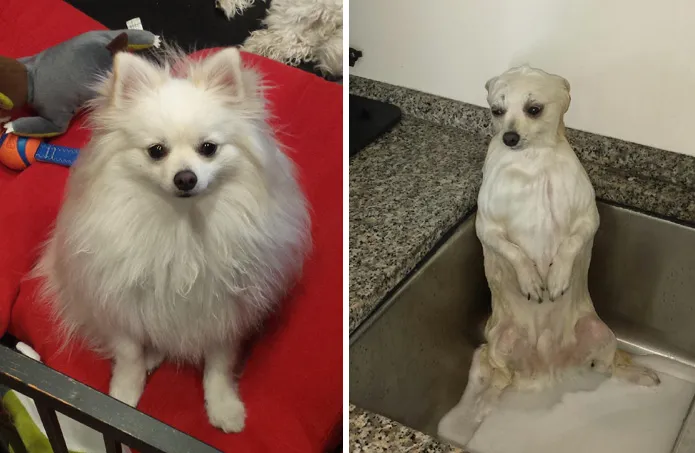 Эти собачки стали слишком милыми после купания Эти собачки стали слишком милыми после купания