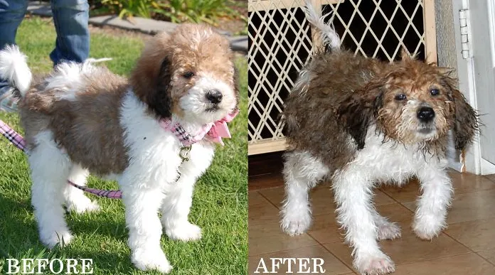 Эти собачки стали слишком милыми после купания Эти собачки стали слишком милыми после купания