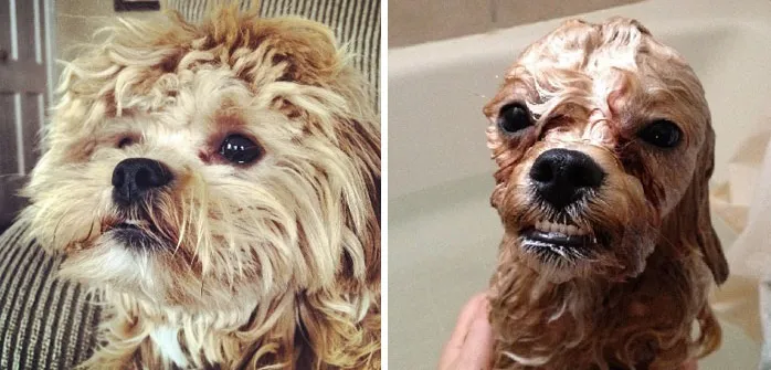 Эти собачки стали слишком милыми после купания Эти собачки стали слишком милыми после купания