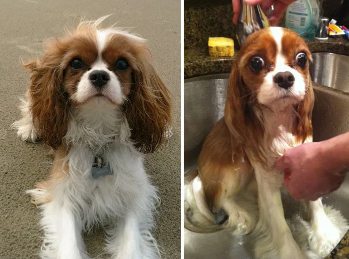 Эти собачки стали слишком милыми после купания Эти собачки стали слишком милыми после купания