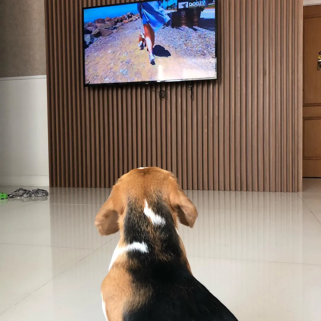 У собак з'явився власний телеканал: DogTV У собак з'явився власний телеканал: DogTV