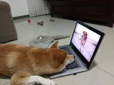 У собак з'явився власний телеканал: DogTV У собак з'явився власний телеканал: DogTV