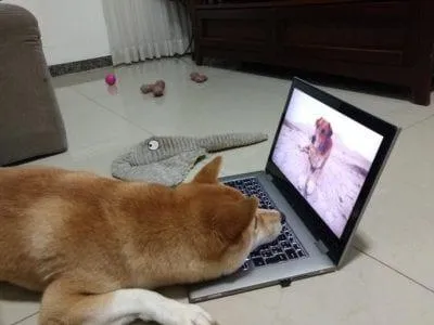 У собак з'явився власний телеканал: DogTV