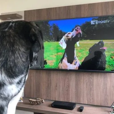 У собак з'явився власний телеканал: DogTV