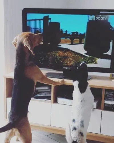 У собак з'явився власний телеканал: DogTV У собак з'явився власний телеканал: DogTV