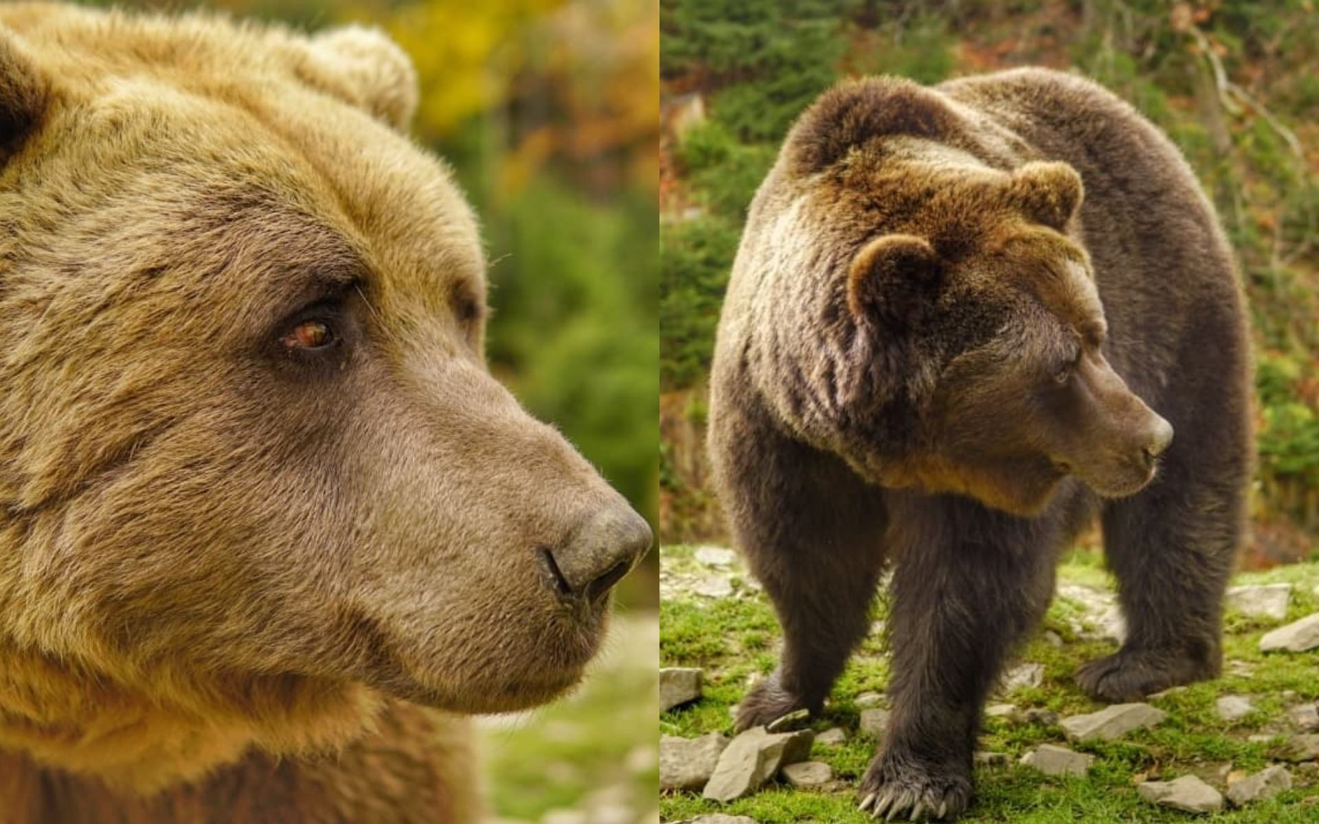 После издевательств в ресторане и цирке: как на Закарпатье спасают редких медведей