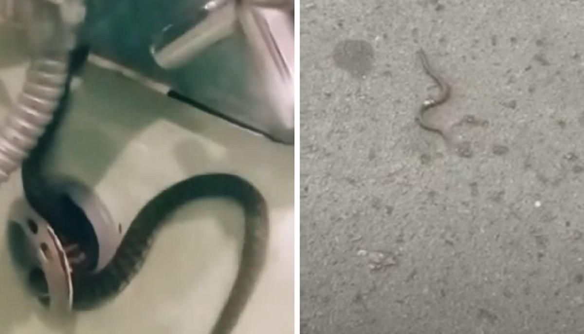У Росії змія пролізла у ванну будинку через систему зливу води У Росії змія пролізла у ванну будинку через систему зливу води