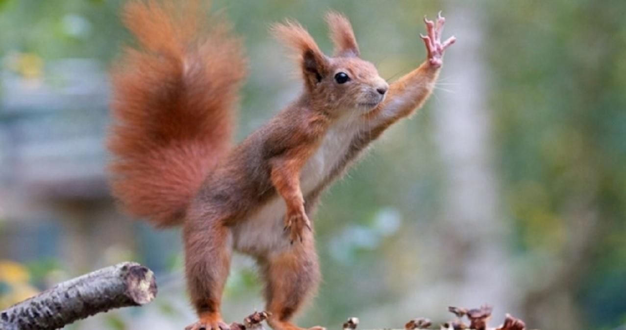 В Черновцах бешеная белка покусала людей: две улицы города – на карантине В Черновцах бешеная белка покусала людей: две улицы города – на карантине