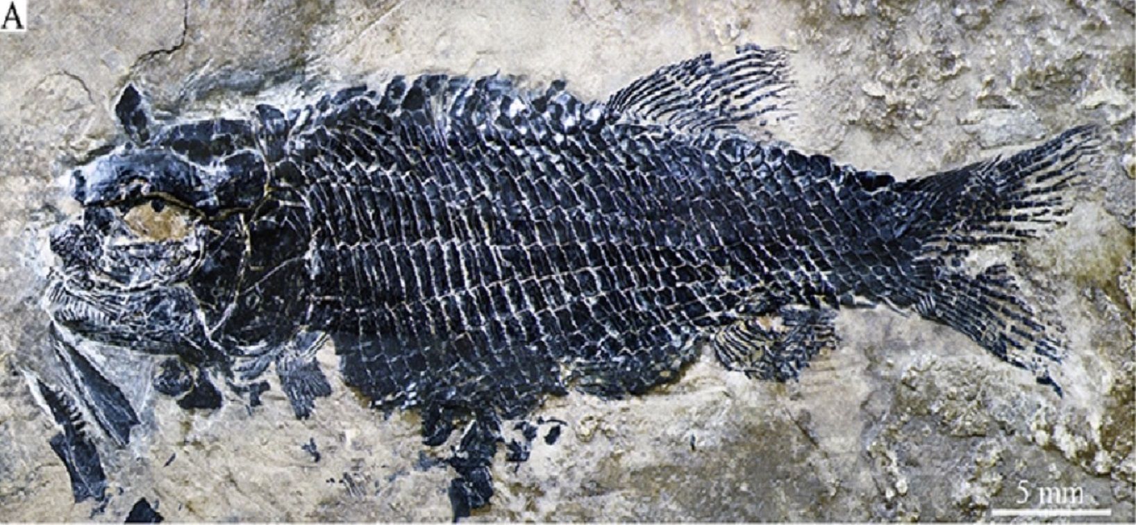 Плавала 200 мільйонів років тому: у Китаї знайшли найдавнішу скам’янілість риби у світі - Новини технологій - Техно
