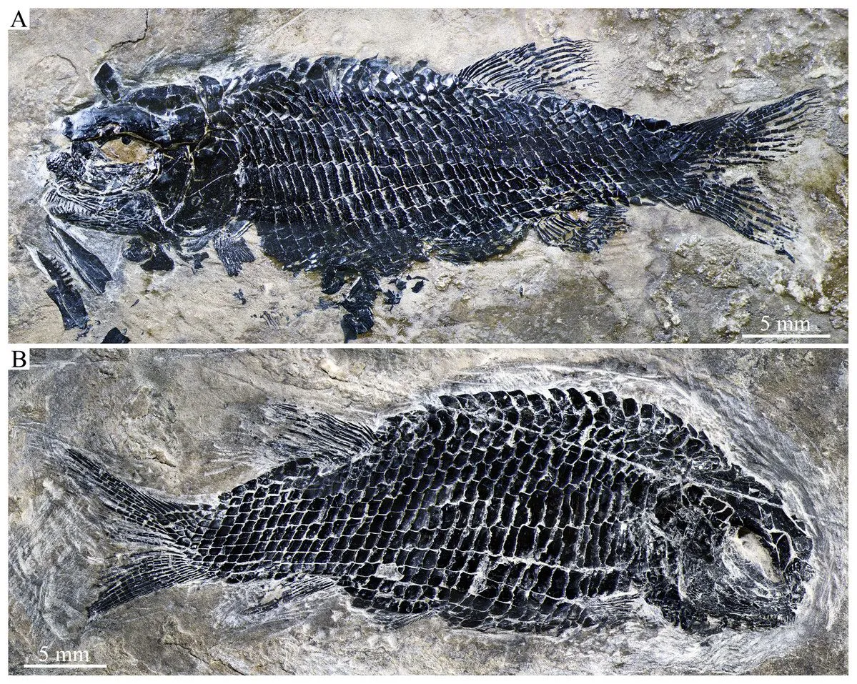 Найдавніша скам'янілість кісткової риби