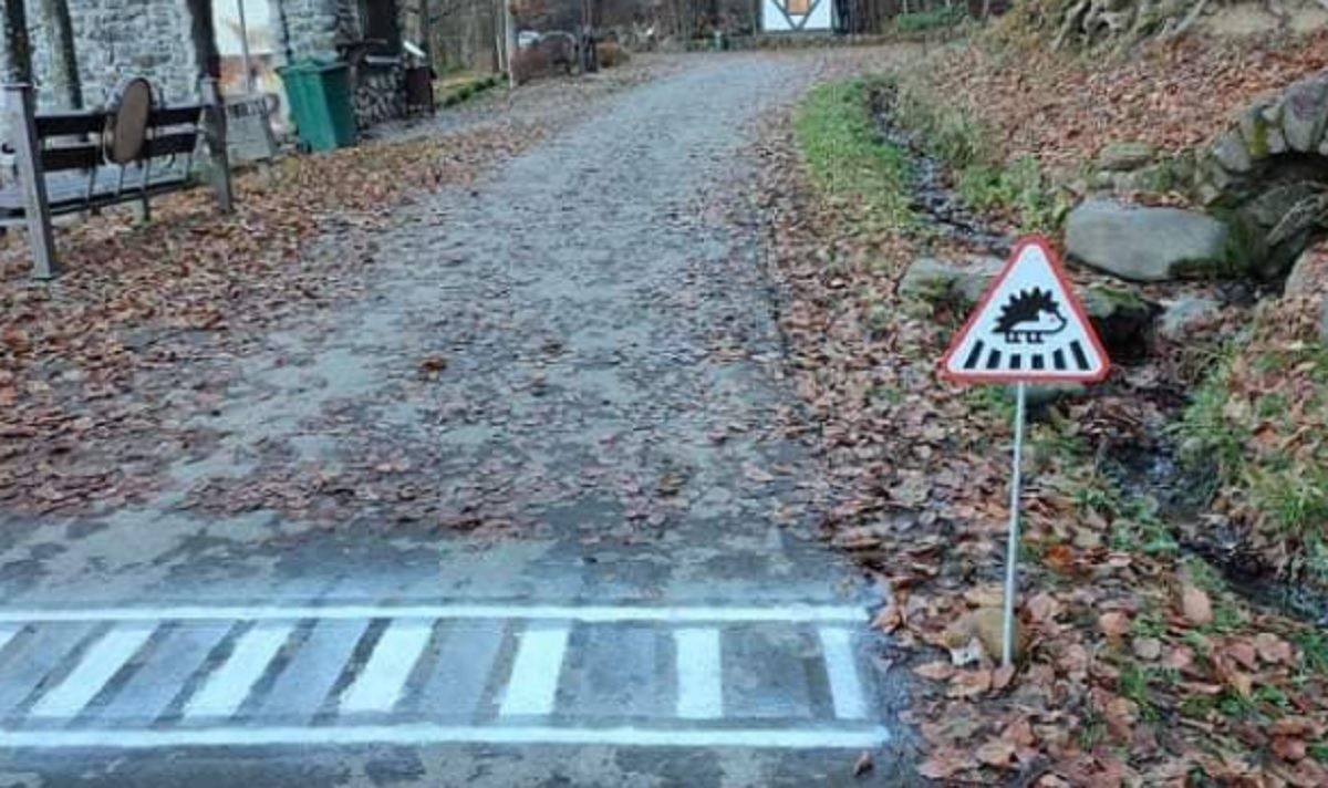 Ежи на Закарпатье – участники дорожного движения: для них обустроили "зебру" Ежи на Закарпатье – участники дорожного движения: для них обустроили "зебру"