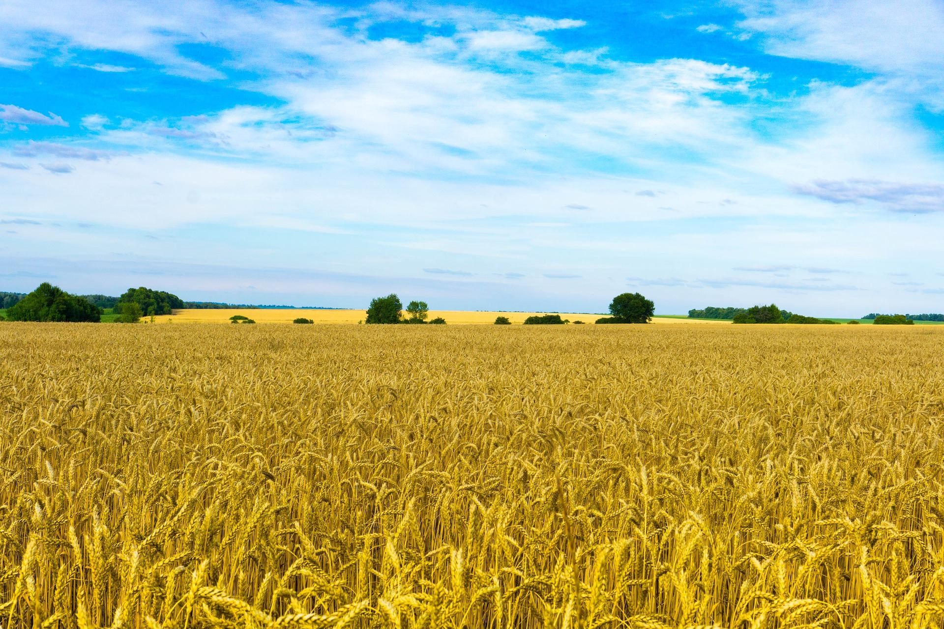 Украина страхует риски агробизнеса