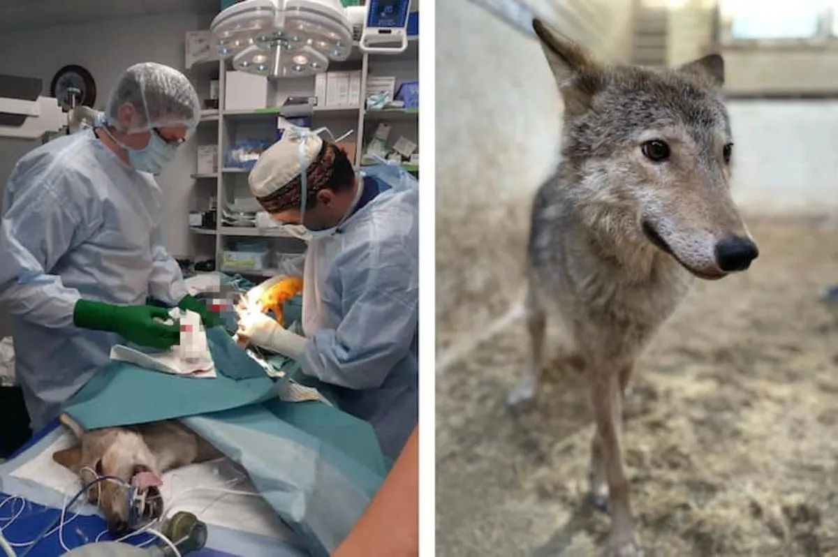 У Києві з квартири на Оболоні забрали пораненого вовка, на нього напав борсук У Києві з квартири на Оболоні забрали пораненого вовка, на нього напав борсук