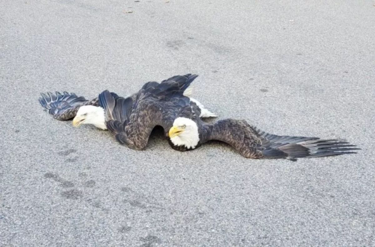 Полицейские спасли орлов, которые спутались во время драки: эпическое видео Полицейские спасли орлов, которые спутались во время драки: эпическое видео