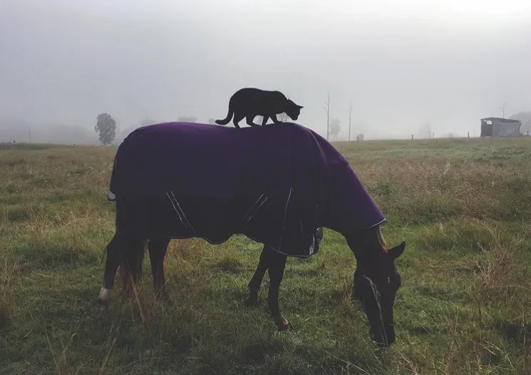 Лошадь и кот стали лучшими друзьями