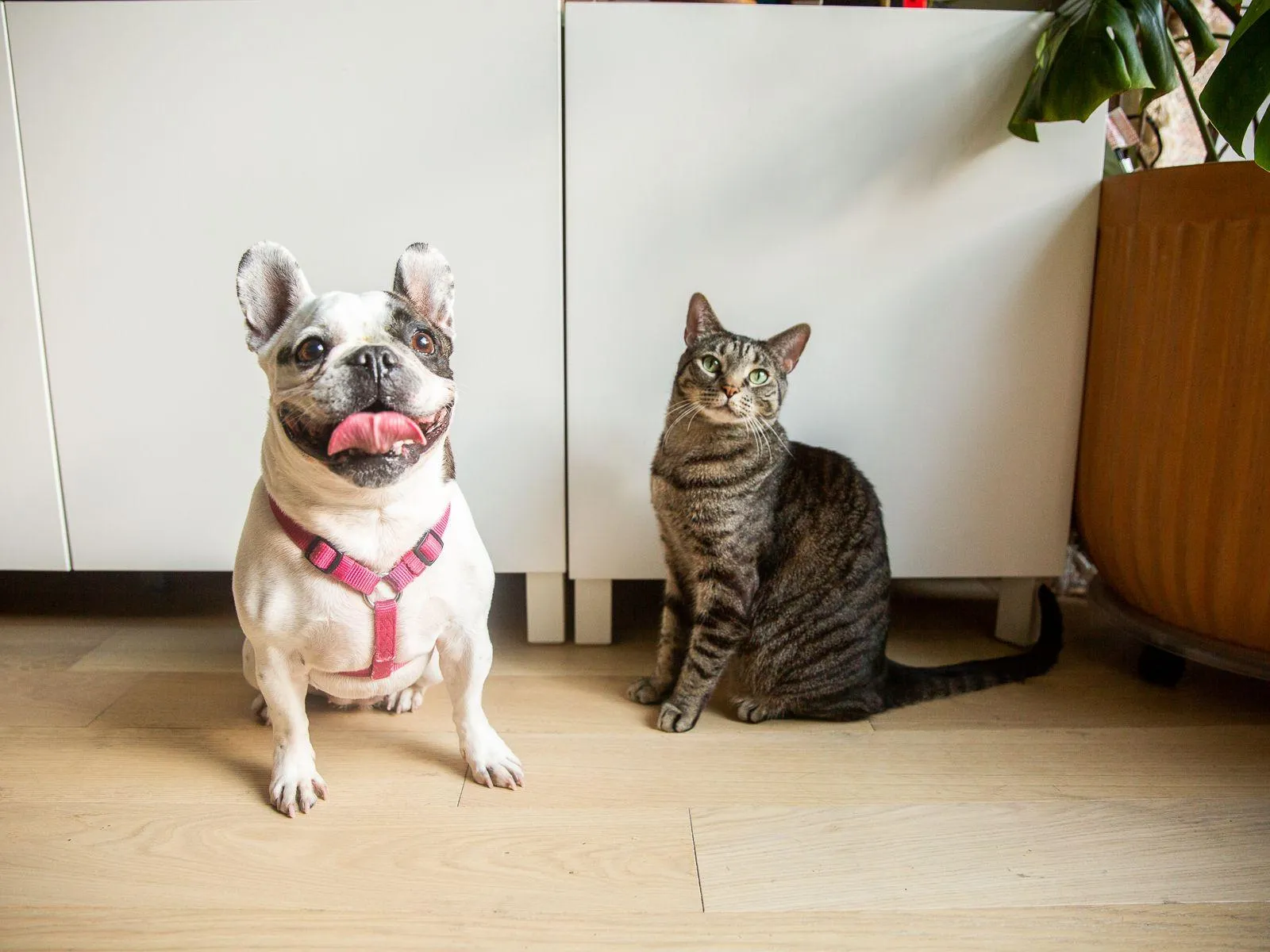 Знайомство кота й собаки