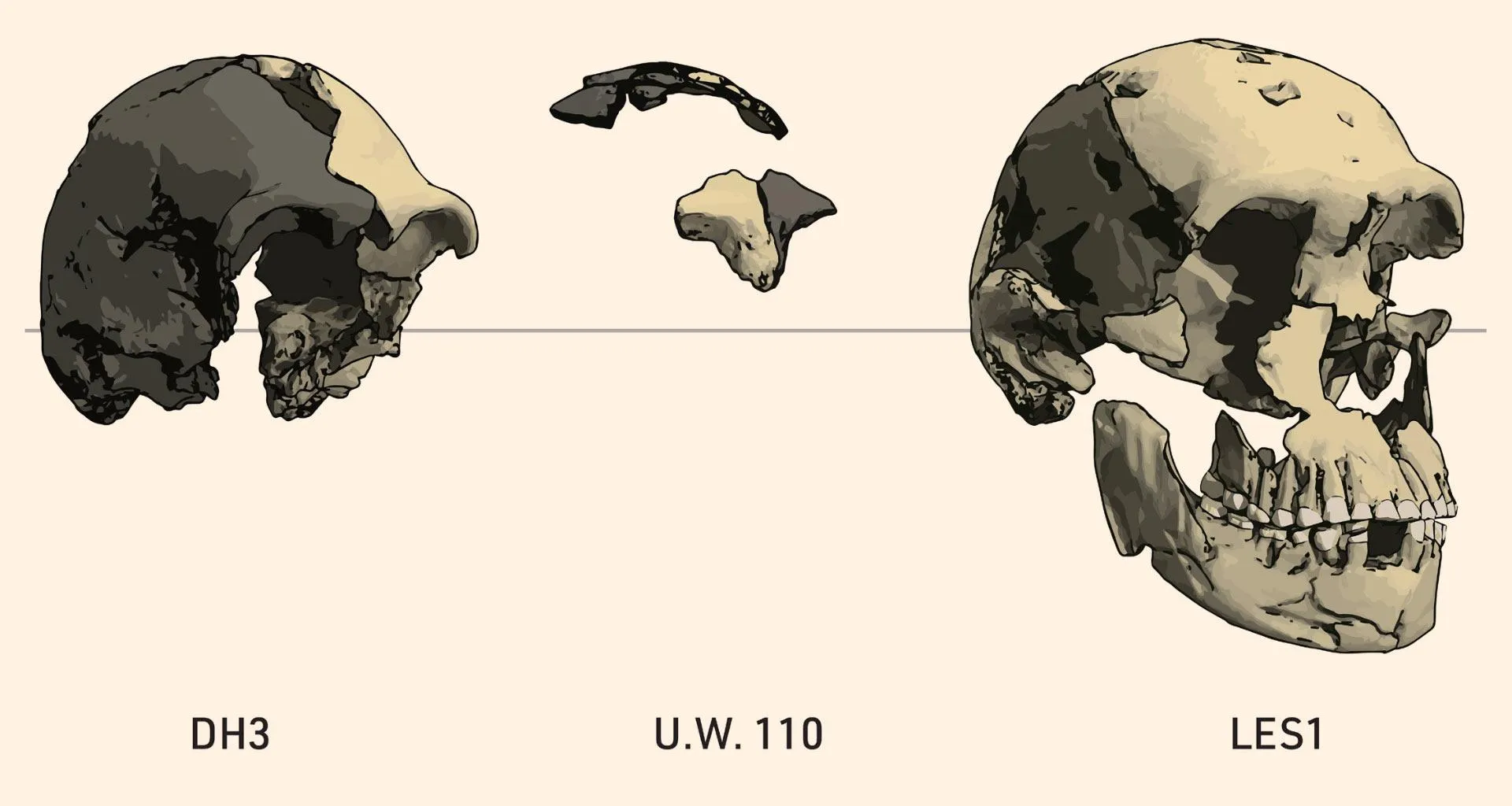 Homo naledi 