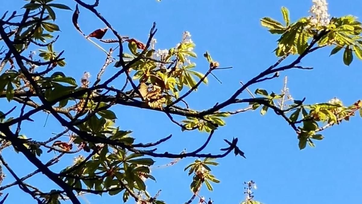 В Киеве в начале ноября зацвели каштаны В Киеве в начале ноября зацвели каштаны