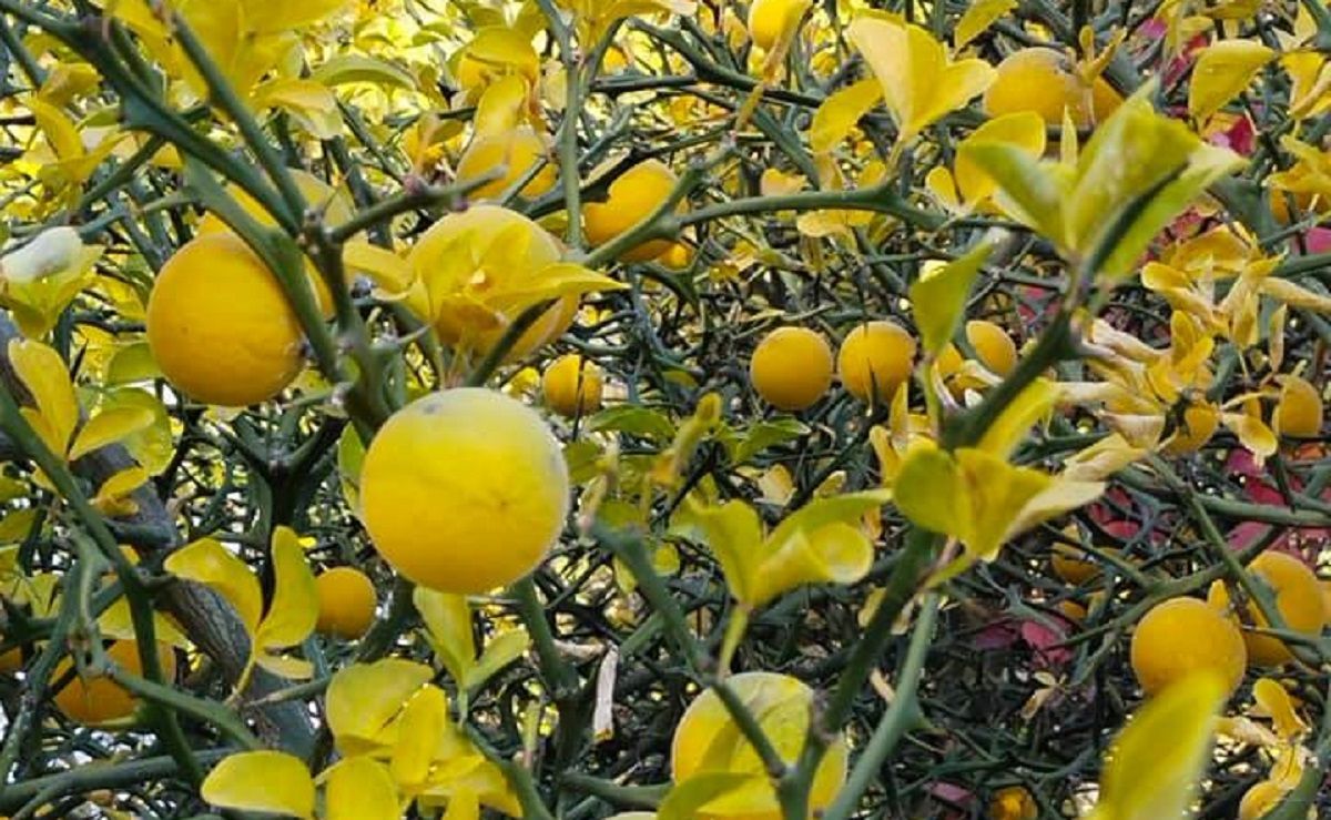 Тернистый лимон