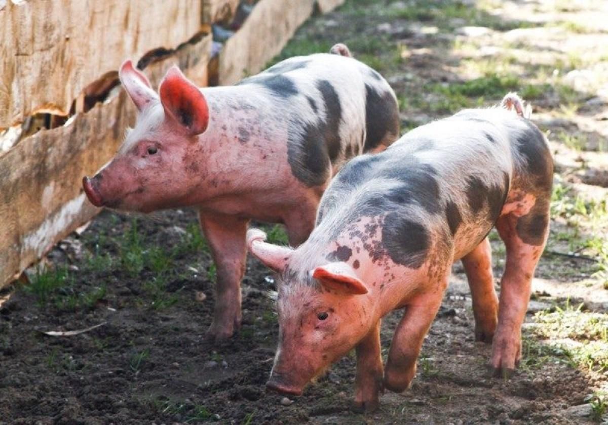 Под Черновцами на свалке нашли тушу свиньи, зараженную африканской чумой