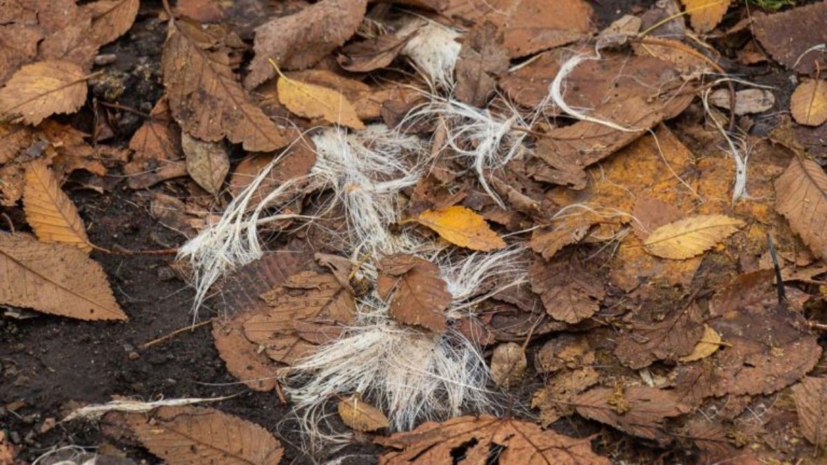 Невідомі розкидали шкіри собак біля школи в Дніпрі: моторошні фото - 24 Канал Невідомі розкидали шкіри собак біля школи в Дніпрі: моторошні фото - 24 Канал