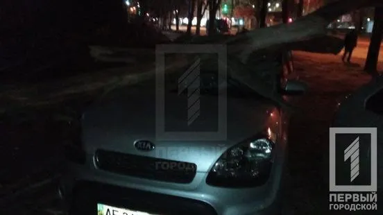 Дерево впало на автомобілі у Кривому Розі Дерево впало на автомобілі у Кривому Розі