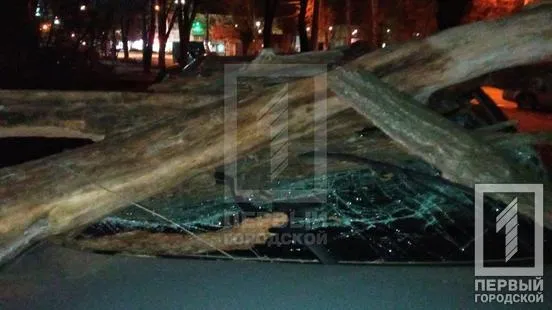 Дерево впало на автомобілі у Кривому Розі Дерево впало на автомобілі у Кривому Розі