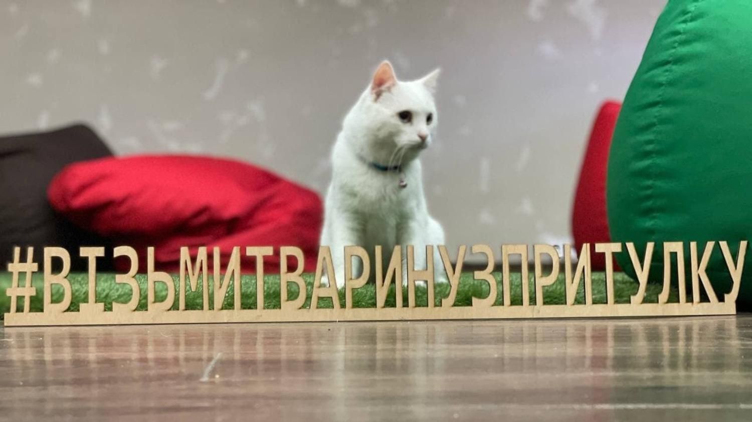 За котиками можно наблюдать онлайн: зачем в харьковском приюте установили камеры - Новости Харькова - Pets За котиками можно наблюдать онлайн: зачем в харьковском приюте установили камеры - Новости Харькова - Pets