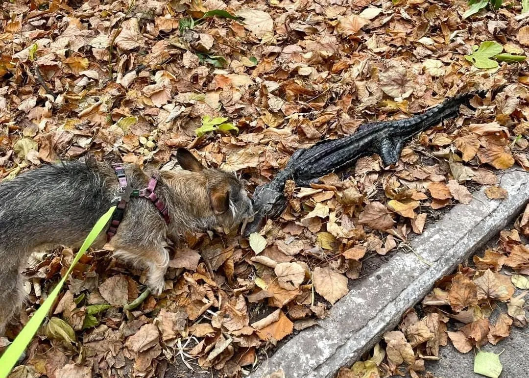 У Києві на вулиці знайшли крокодила, собака помітив його у листі