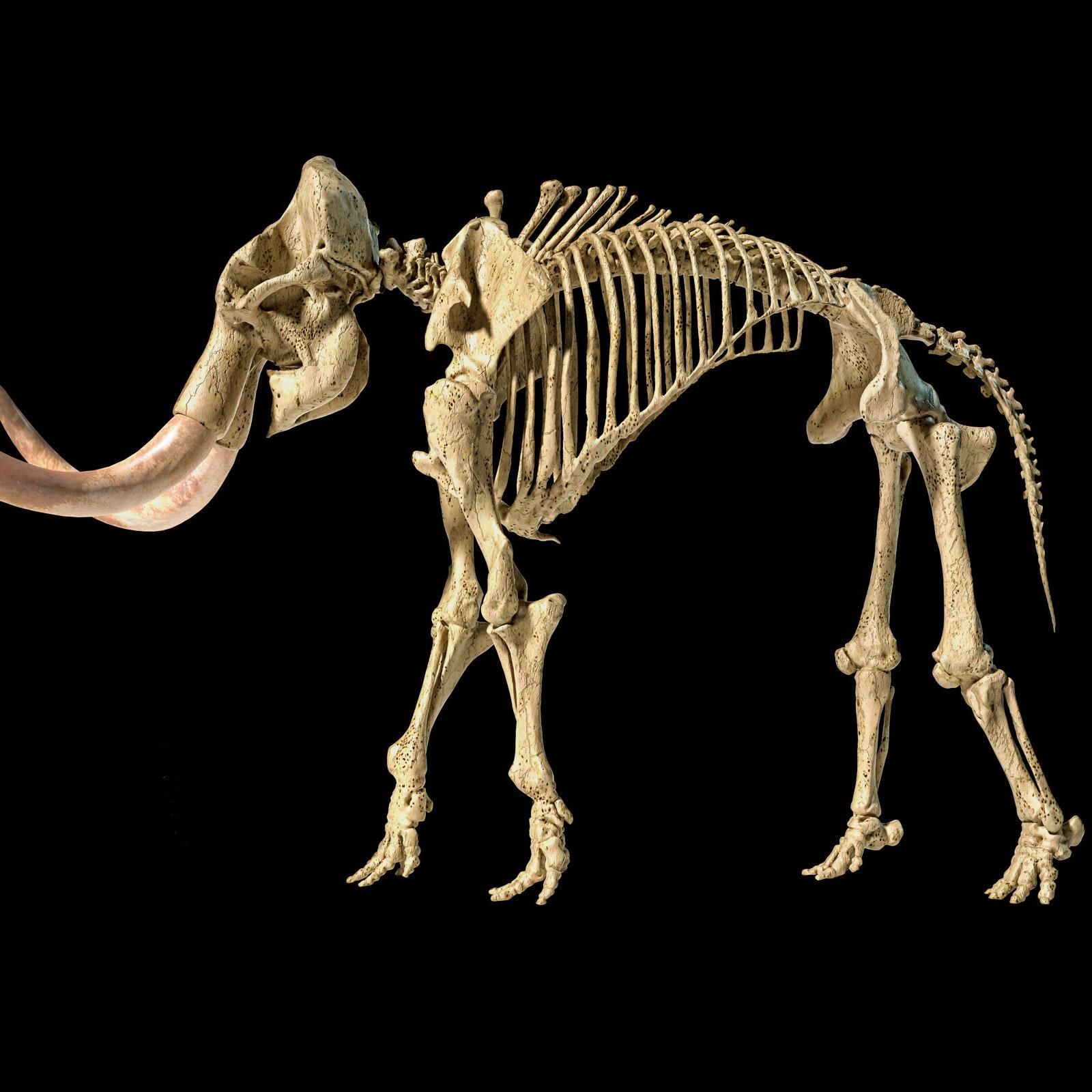 Могли бы дожить до нашего времени: люди ускорили вымирание мамонтов Могли бы дожить до нашего времени: люди ускорили вымирание мамонтов