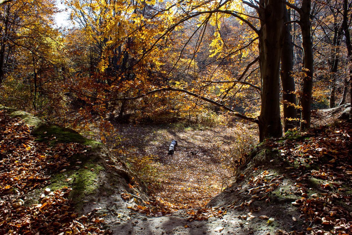 Погода на 12 листопада 2021 в Україні: що прогнозують синоптики Погода на 12 листопада 2021 в Україні: що прогнозують синоптики