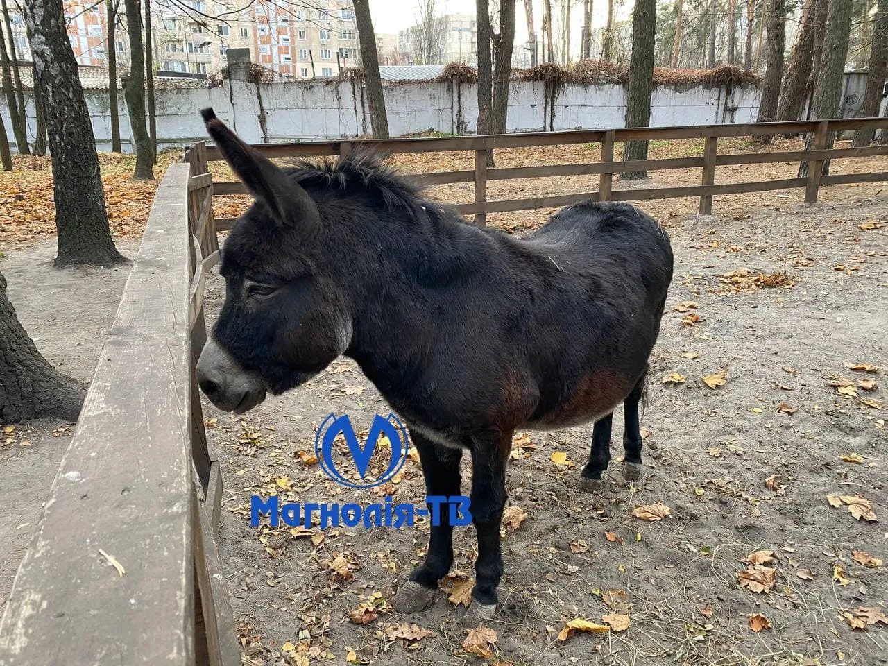 Пожежа в парку Совки, вогонь підійшов до зоопарку, тварин врятували 