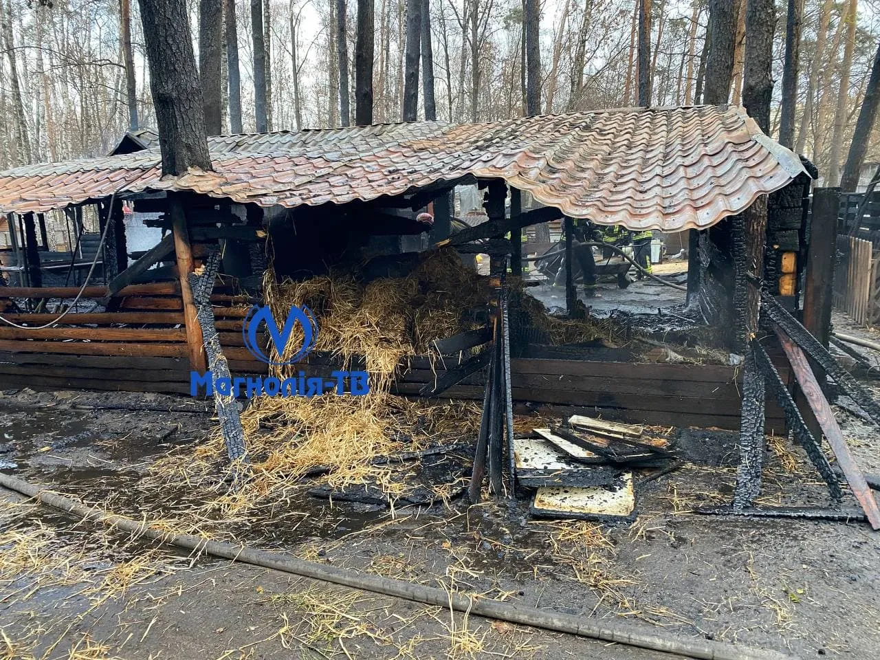 Пожежа у Совках, ДСНС гасила вогонь біля зоопарку