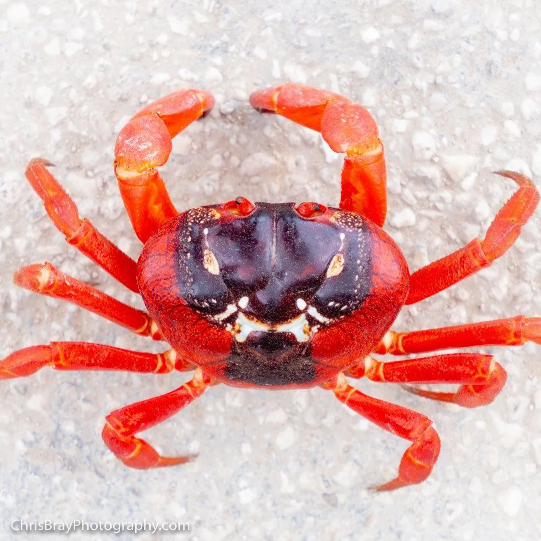 Червоні краби мігрують щороку Червоні краби мігрують щороку