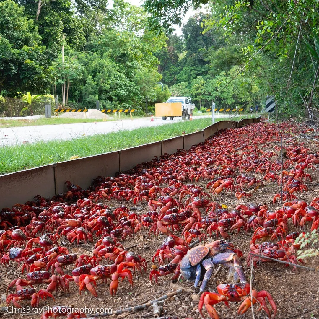 Красные крабы мигрируют каждый год